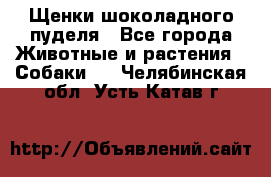 Щенки шоколадного пуделя - Все города Животные и растения » Собаки   . Челябинская обл.,Усть-Катав г.